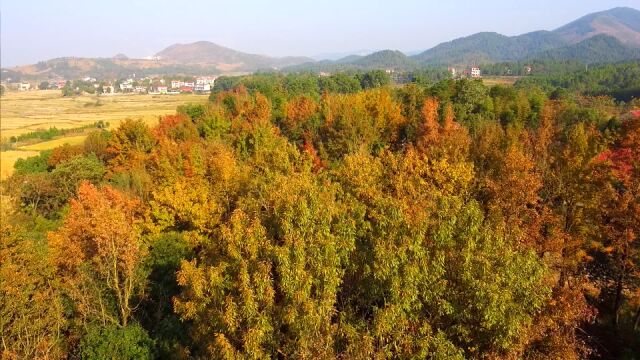 视频丨冬日里的赏枫胜地 太美太治愈了