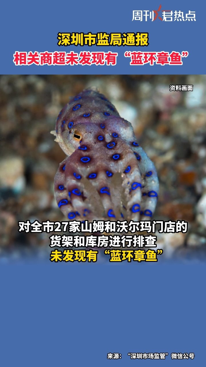 深圳市监局通报蓝环章鱼排查情况:未发现有蓝环章鱼