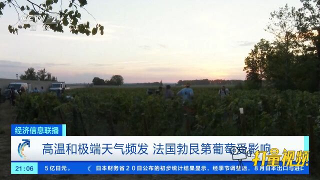 高温和极端天气频发,法国勃艮第葡萄受影响