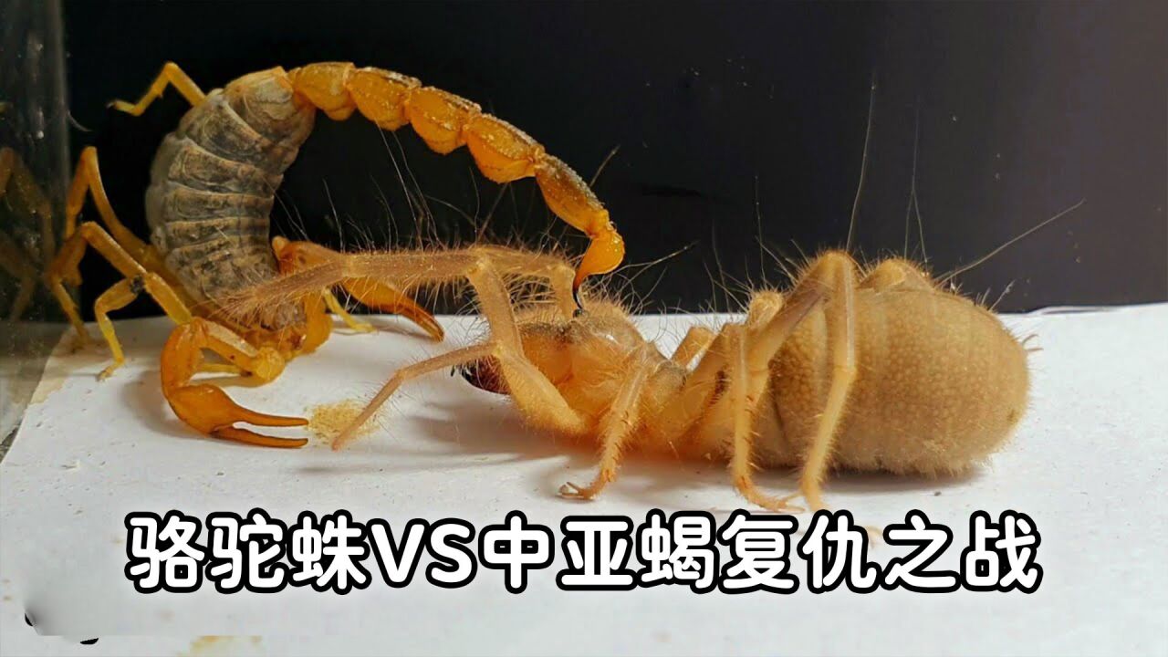 骆驼蜘蛛vs中亚蝎,复仇之战