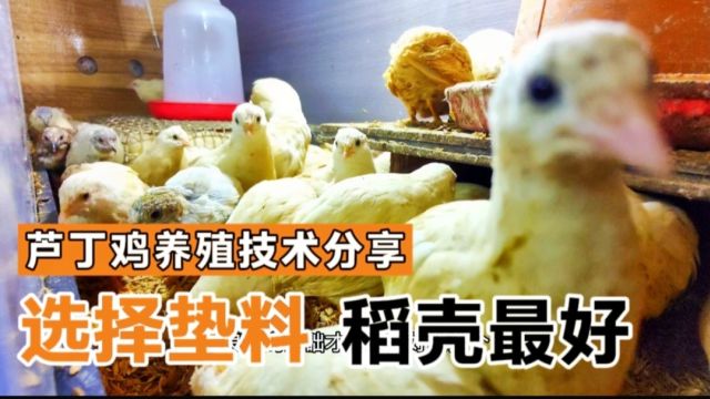 芦丁鸡养殖垫料选择,要想成活率高芦丁鸡健康,稻壳做垫料最好!