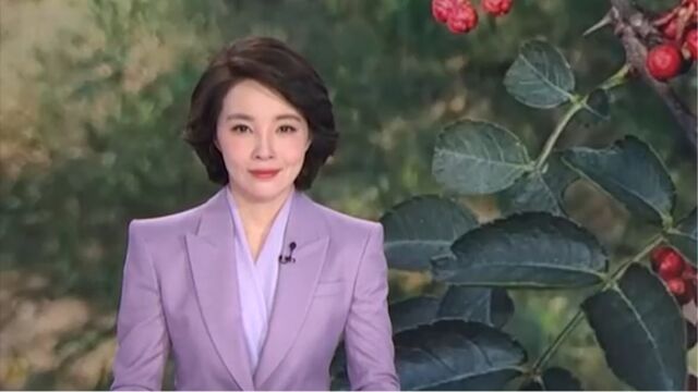 陕西韩城“花椒之乡”迎采收季,植株强壮颗粒饱满