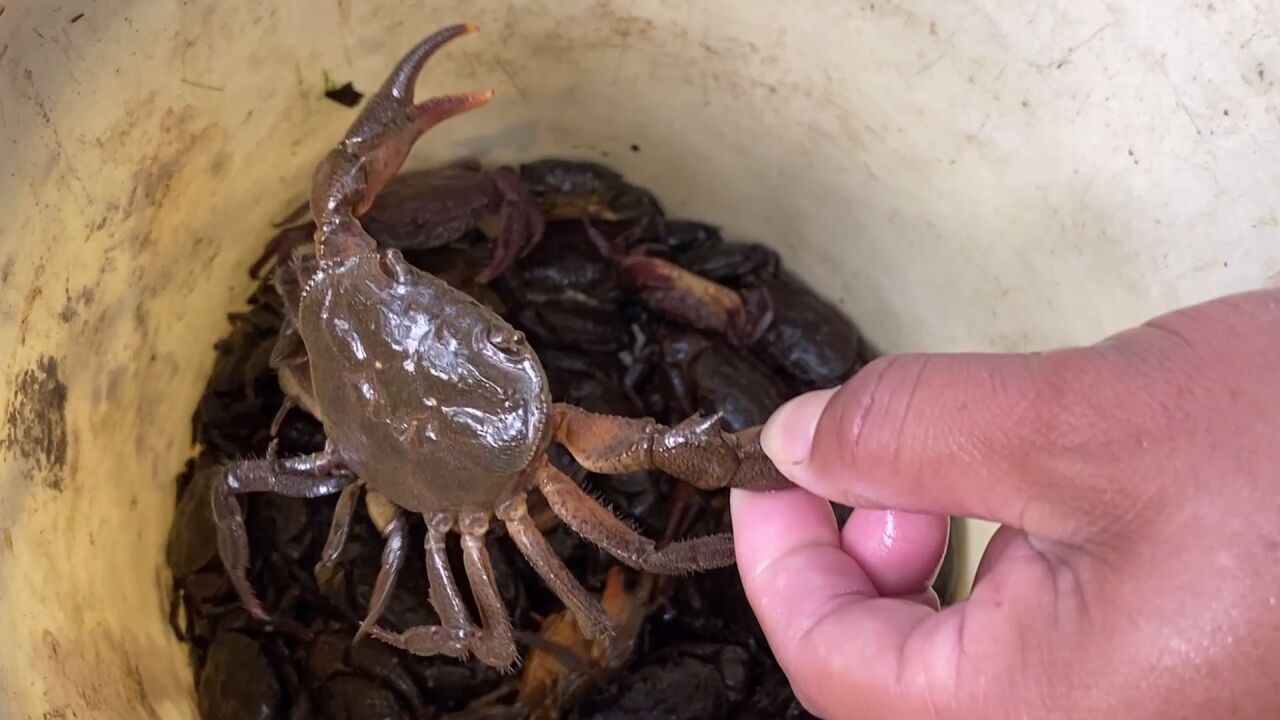 广东老板高价收购这种山螃蟹,村民靠抓螃蟹卖,一天收入900元