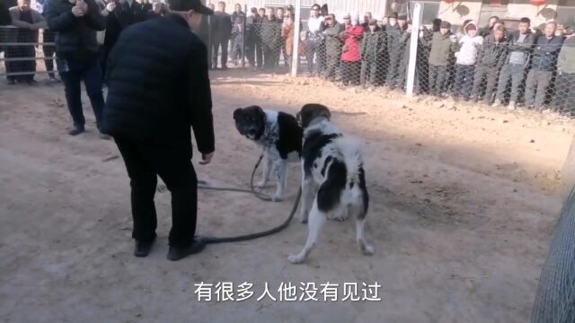 国产两大斗犬,太行犬又叫北方大笨狗,天山獒犬