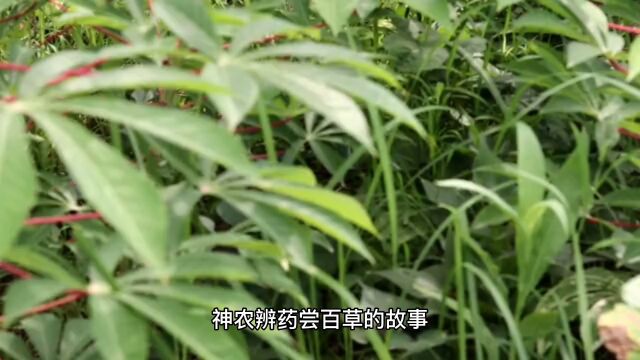 神农尝百草的故事,不仅仅是古人的智慧,更是一种不怕困难的精神.