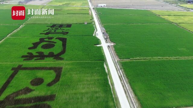 拍客|航拍贵州榕江三宝侗寨稻田 “村超加油”字样 如一幅迷人画卷