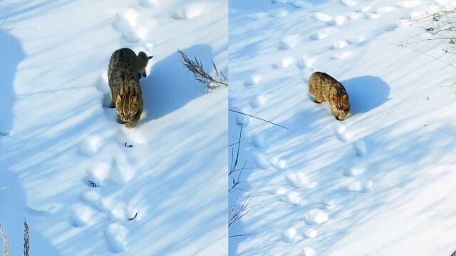 丝滑!野生山狸子走猫步专治强迫症