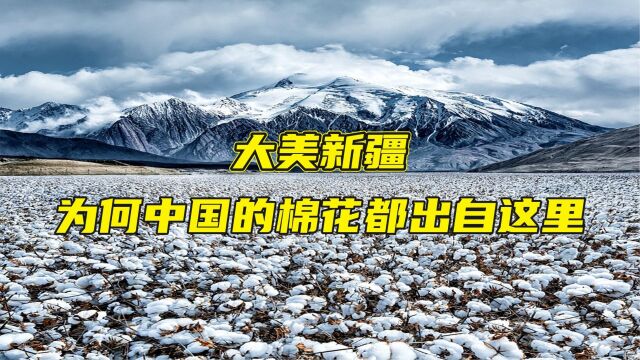 新疆为何成为中国棉花主要产地?揭秘背后的优势产业成长!