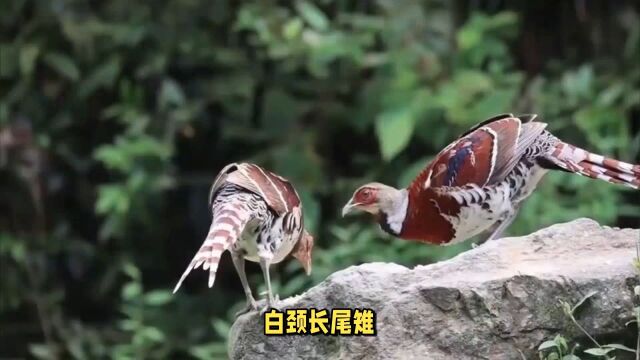 白颈长尾雉:颈部尾部羽毛呈现白黑色斑纹,栖息海拔山区