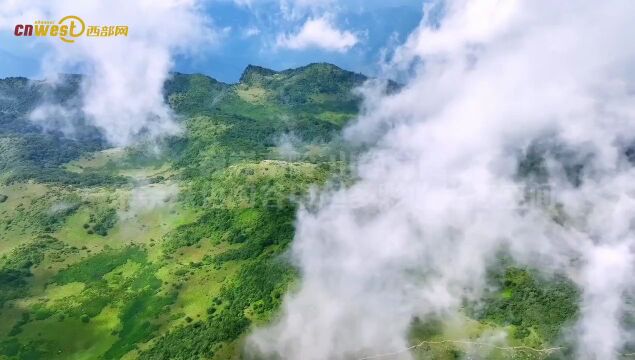 生物多样性丨高山勇士羚牛