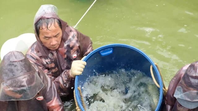 循环水养殖怎样快速建立一个高效生物过滤系统