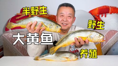 1360元一条的野生大黄鱼跟45元一条的养殖大黄鱼比，好吃在哪里？
