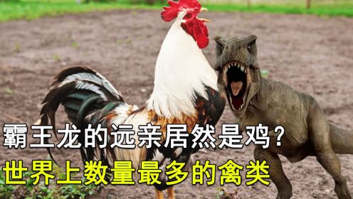 霸王龙的远亲居然是鸡？世界上数量最多的禽类