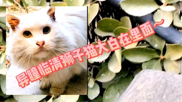 异瞳临清狮子猫躲在绿化带里,等我…