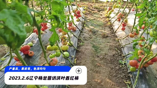 番茄肥2023.2.6辽宁杨总回访皮家堡西红柿使用沃叶套餐肥,气温低,环境条件不好的情况下,用沃叶的西红柿仍产量高,果皮亮,色泽均匀.