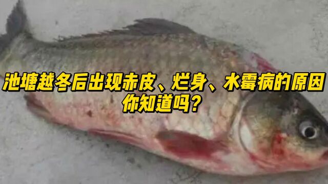 池塘越冬后出现赤皮、烂身、水霉病的原因,你知道吗?