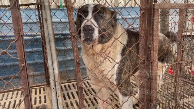 俄罗斯猎狼犬凶猛异常,战斗力野生狼都害怕,藏獒只能乖乖靠边站