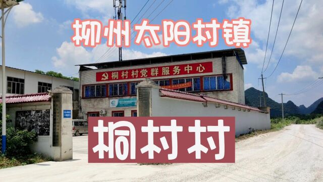 柳州市柳南区太阳村镇桐村村,长洞菜场龙团龙眼,大石山里的村屯