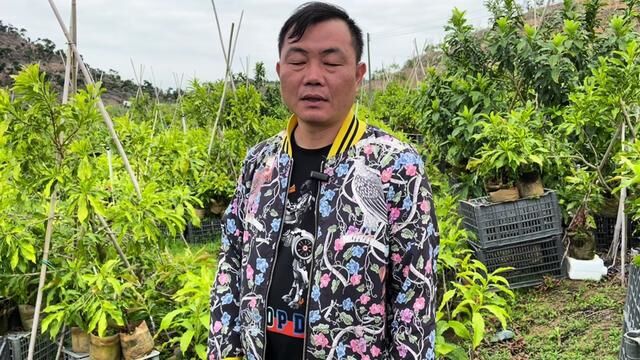 现在是种树的季节,老林今天给网友挑选100棵黄晶果黄宝石品种苗 #三农 #种植 #黄晶果苗 #农村生活 #老林