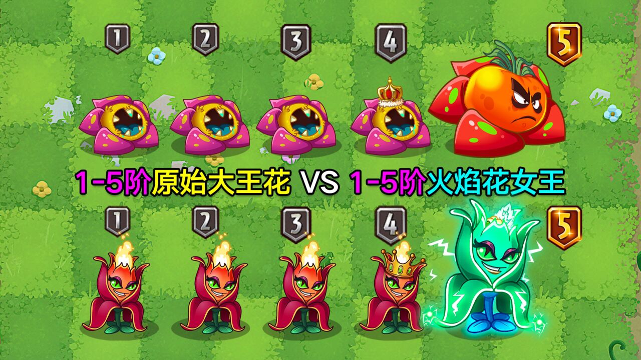 1-5阶原始大王花vs1-5阶火焰花女王!450阳光的决斗!