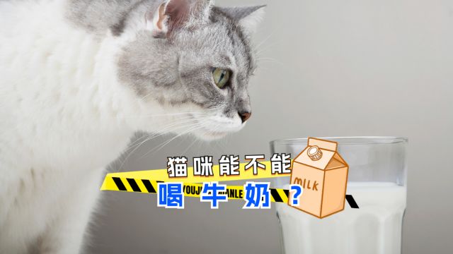 猫咪能不能喝牛奶?