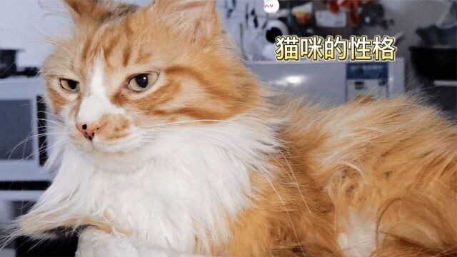 猫咪也有性格?小橘猫表示,一点都不准!