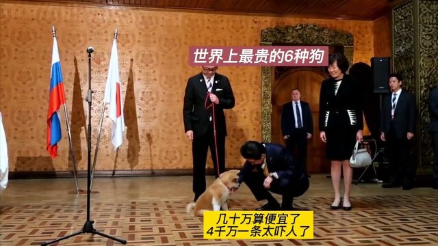 世界上最贵的8种狗,柴犬、秋田犬、法老王猎犬,4千万的狗离谱了!三记录片解说动物世界