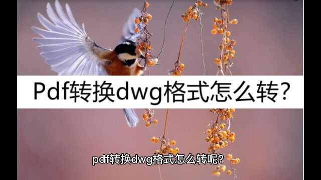 Pdf转换dwg格式怎么转?这几个方法可以帮到你