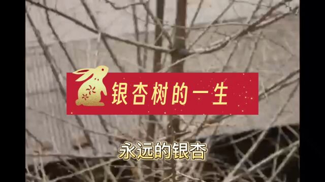 银杏树的一生:永远的银杏