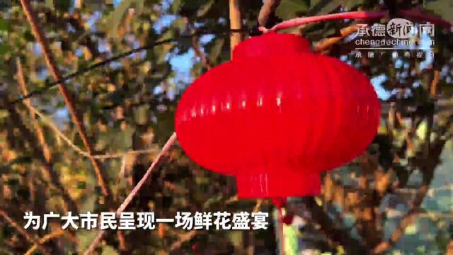 喜迎“双节” 承德10余万盆鲜花扮靓承德城市