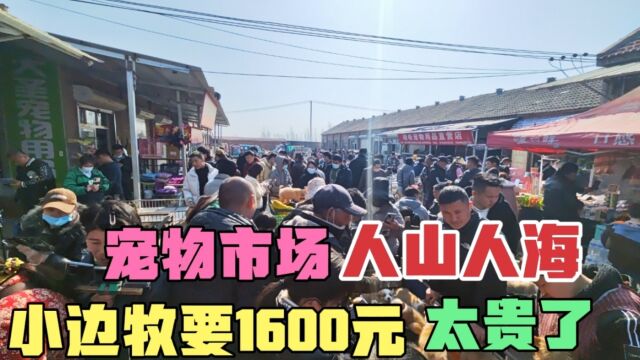 第一次逛狗市,好多狗我都不认识,一只小边牧就要1600元,太贵了