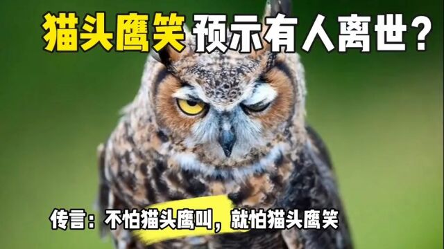 民间传言:猫头鹰一笑,意味着有人要离世,猫头鹰真能预知死亡?#猫头鹰 #猫头鹰笑 #科普