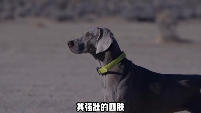 威玛猎犬看着就很高级,换了皮肤确实不一样