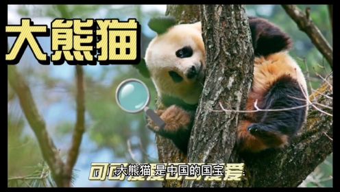 "解密大熊猫：探索这些可爱动物的生活和习性"