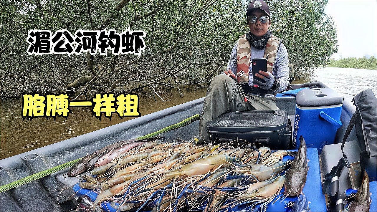 东南亚湄公河钓虾,抓接近一斤大的沼泽蓝虾,个头看着很凶猛