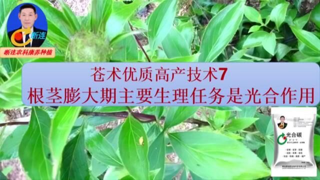 苍术优质高产技术7:根茎的膨大#三农