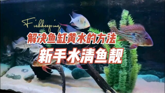 解决鱼缸黄水的方法,养鱼新手也能水清鱼靓:养鱼笔记第4季58集