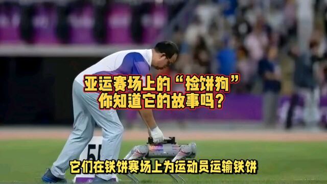 亚运赛场上的“捡饼狗”,你知道它的故事吗?