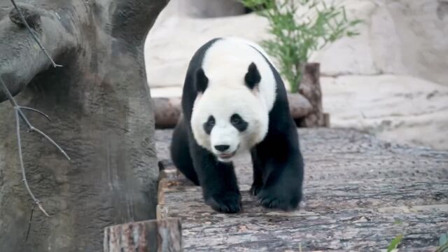 租借一只大熊猫要花多少钱?它们是吞金兽,更是印钞机