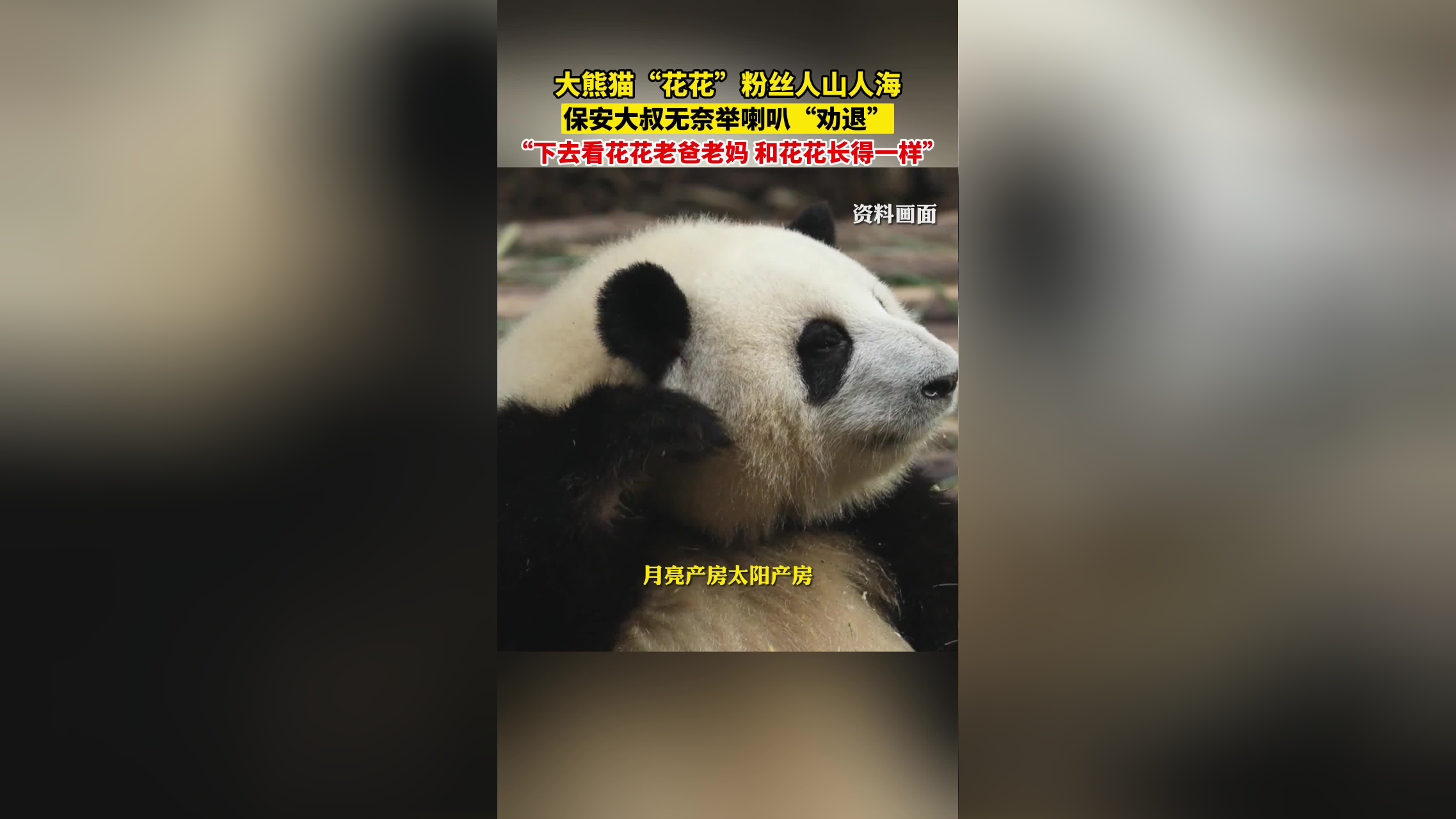 熊猫头举粉丝牌原图图片