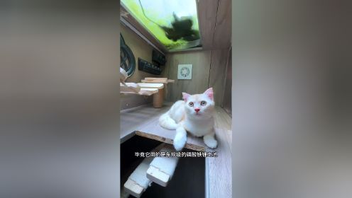 秘密基地居然来了只猫？给猫咪造一个属于它的海景房秘密基地吧！