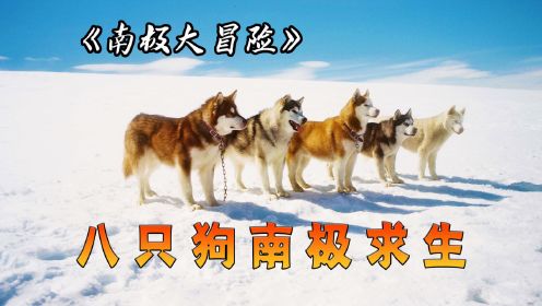 真实故事改编：八只狗被弃南极独自生存175天，电影《南极大冒险》