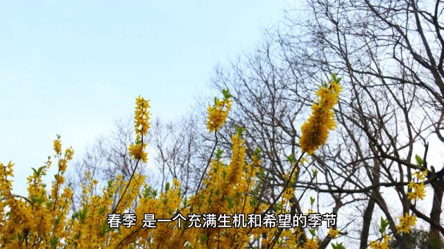 春季是充满希望的季节