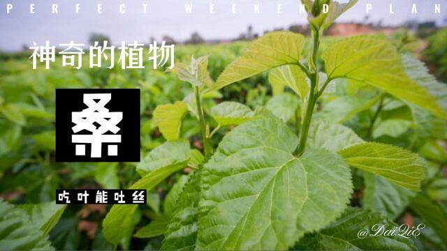 神奇的植物(桑)