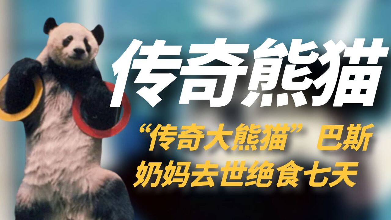 "传奇大熊猫"巴斯,奶妈去世绝食七天七夜,竟能如此重情重义?