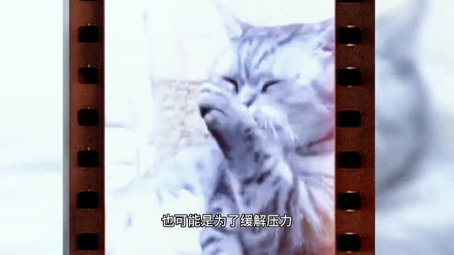 猫咪喜欢舔身体,但大多人不知道,猫咪一直舔自己身上是怎么回事