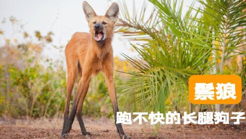 给狐狸安上大长腿是什么样？看看生活在巴西的鬃狼就知道了_高清1080P在线观看平台_腾讯视频