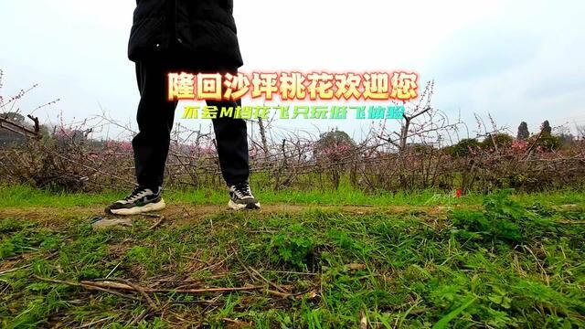 隆回县沙坪村桃花朵朵开,欢迎着赏花的人,美丽动人…… #我为家乡代言 #身边的风景 #航拍摄影 #桃花朵朵开 #最美三月桃花开