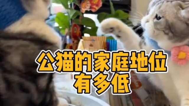 小猫咪视频你们喜欢猫吗