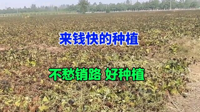 来钱最快的种植业,4个月收入50万元,亩产6500斤,不愁销路